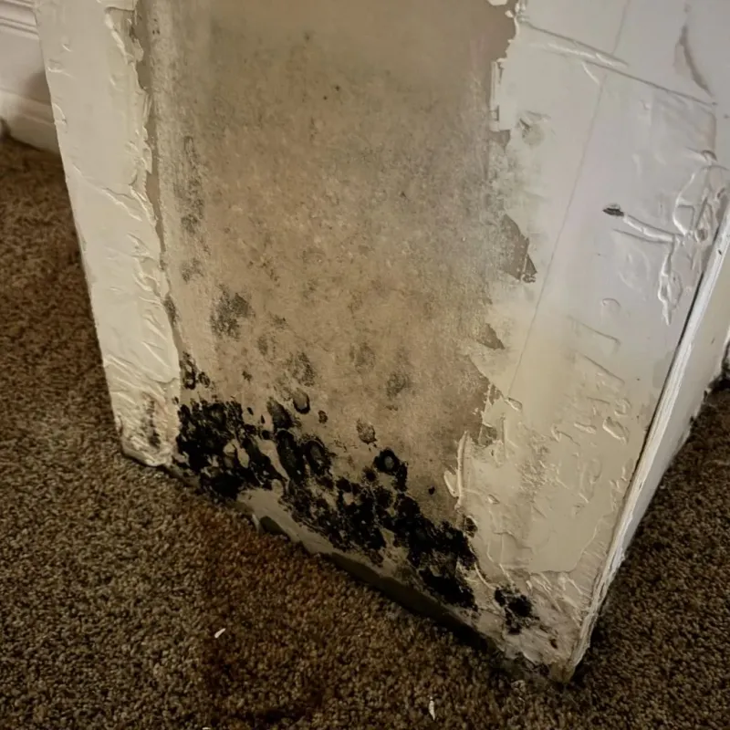 Professional Mold Removal in Indian River, MI